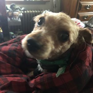 Meet your Posher, Sean